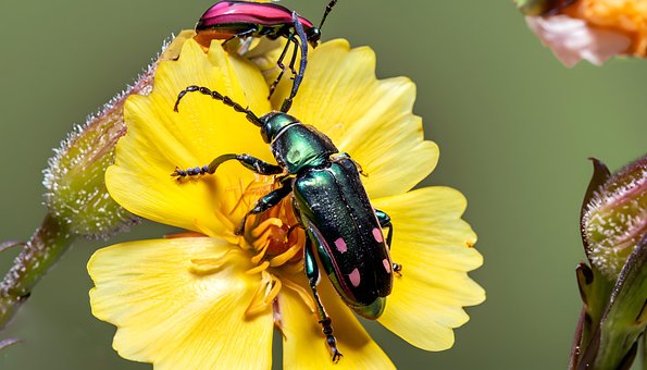 Käfer, Insekt, Schöne Blumen, Blume