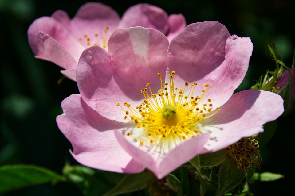 Dog Rose Flower Plant Free photo on Pixabay Pixabay