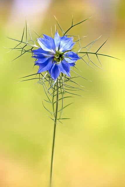 Amor Em Uma Névoa, Flor, Planta