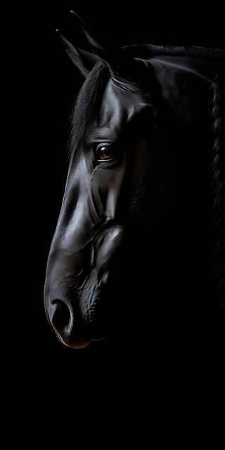 Caballo, Animal, Negro, Oscuro, Cabeza