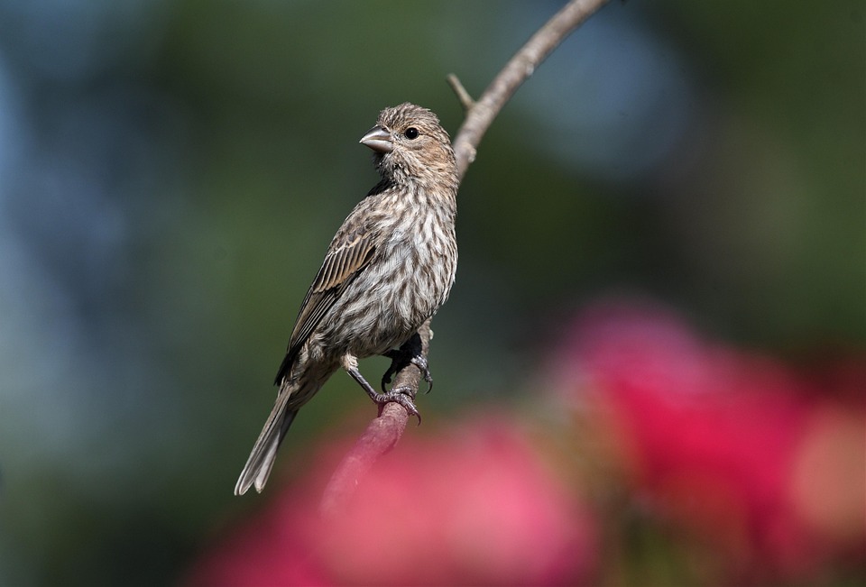 House Finch Birdphotography Nature - Free photo on Pixabay - Pixabay