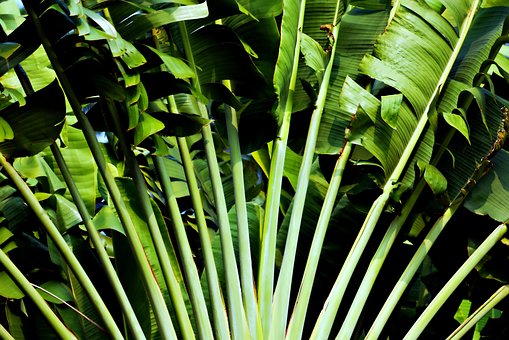 Free plant tropical nature illustration