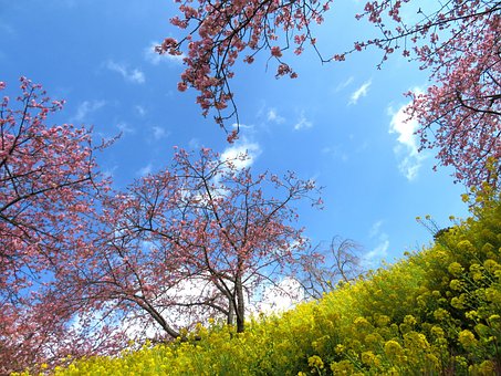 Free Cherry Blossoms Pink Flower photo and picture