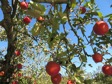 Free Apple Tree Apple photo and picture