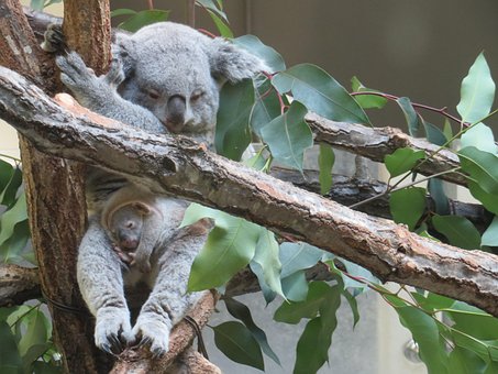 Free Koala Mom And Cub photo and picture
