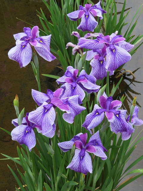 Free Iris Japanese Iris photo and picture