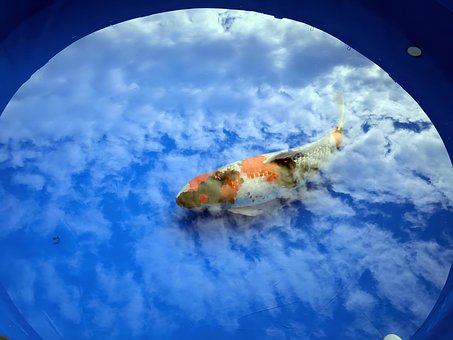 Free Koi Koi Fish photo and picture