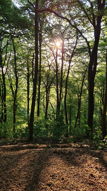 Free Sunlight Trees photo and picture