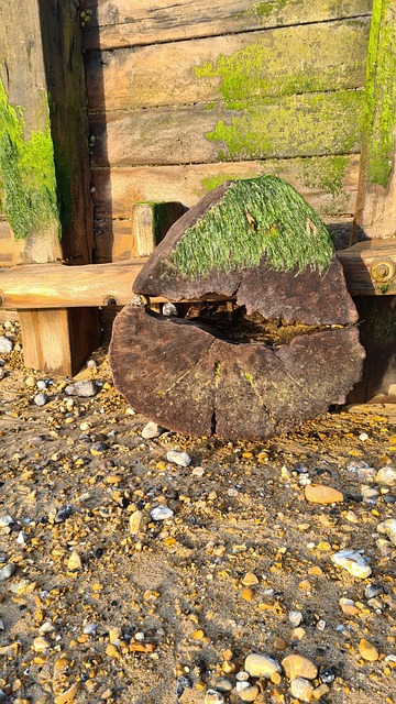 Free Sussex Beach photo and picture