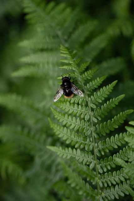 Free Nature Bourdon photo and picture