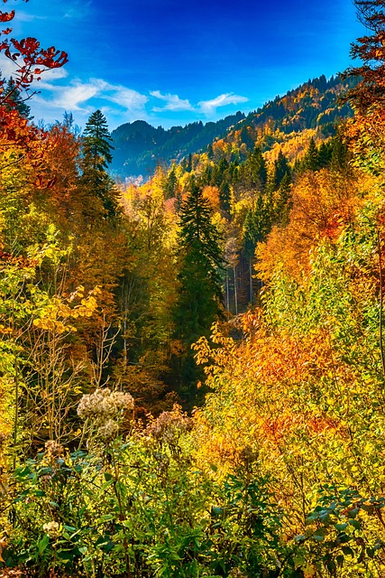 Free Autumn Forest Fall photo and picture