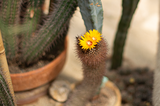 Free Cactus Flower photo and picture