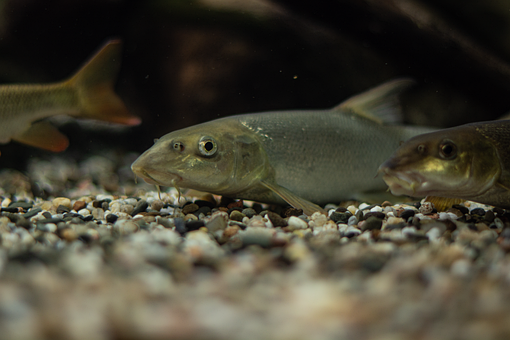 Free Fish River photo and picture