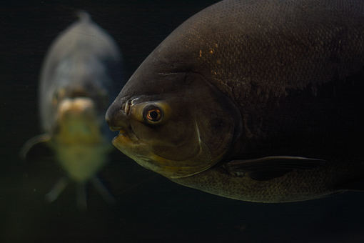 Free Fish Piranha photo and picture