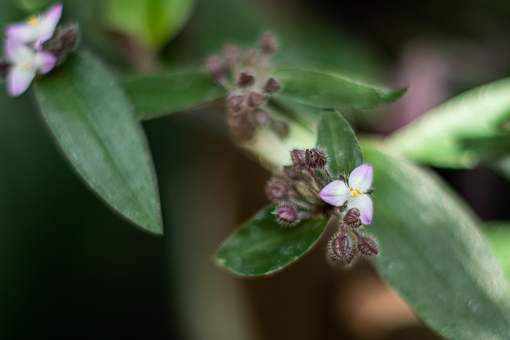 Free Flower Tropical photo and picture