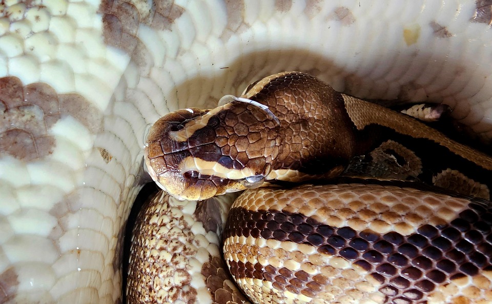 Python Serpent Boule - Photo gratuite sur Pixabay - Pixabay