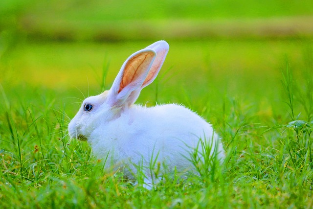 Free Animal Rabbit photo and picture