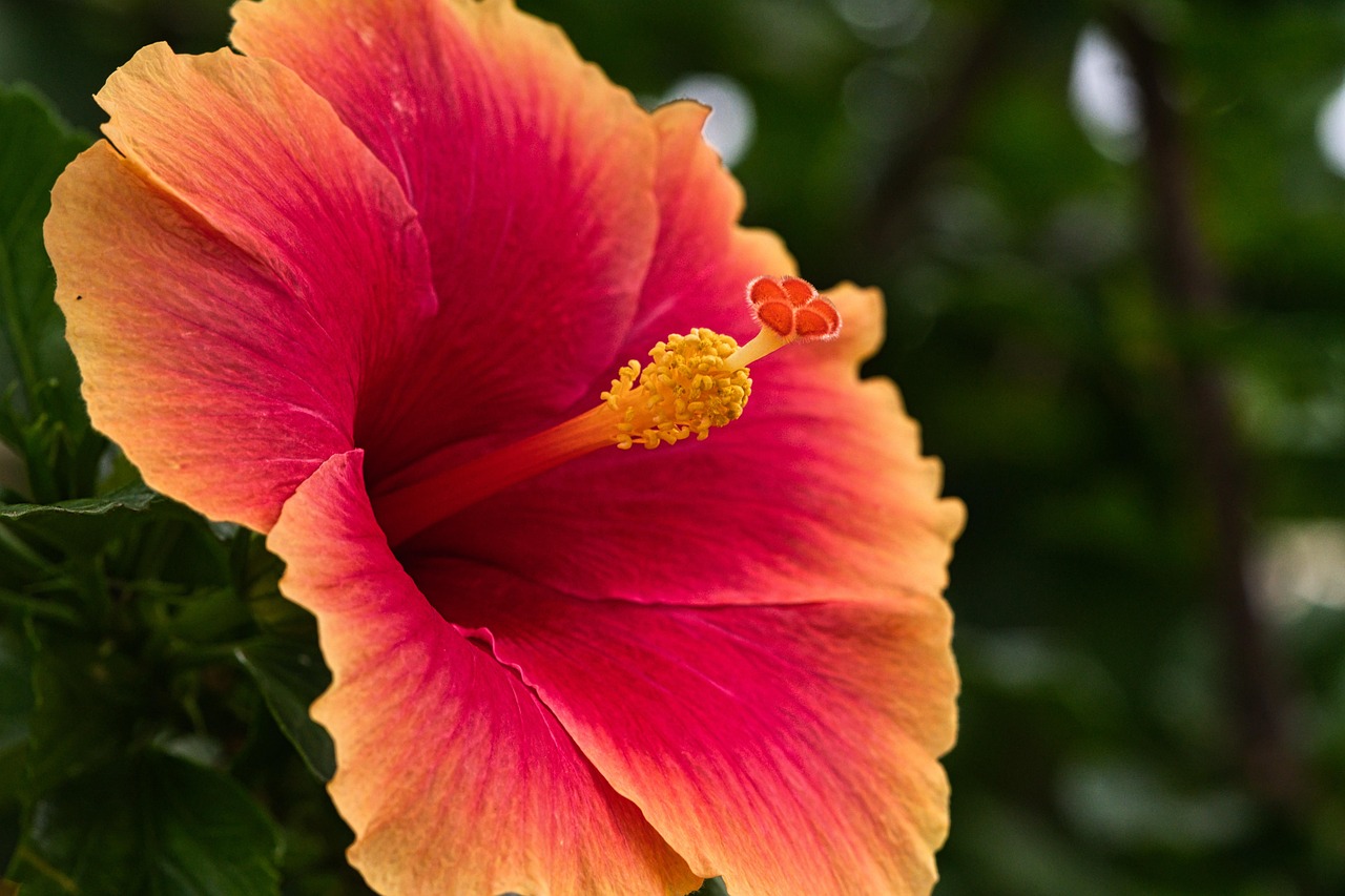 Flower Hibiscus Bloom - Free photo on Pixabay