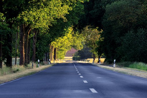 Free Road Forest photo and picture