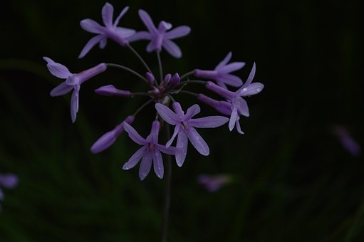 Flor, Natureza, Roxa, Agua, Gotas