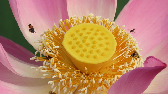 Lotus Flower Pink Blooming - Free photo on Pixabay - Pixabay