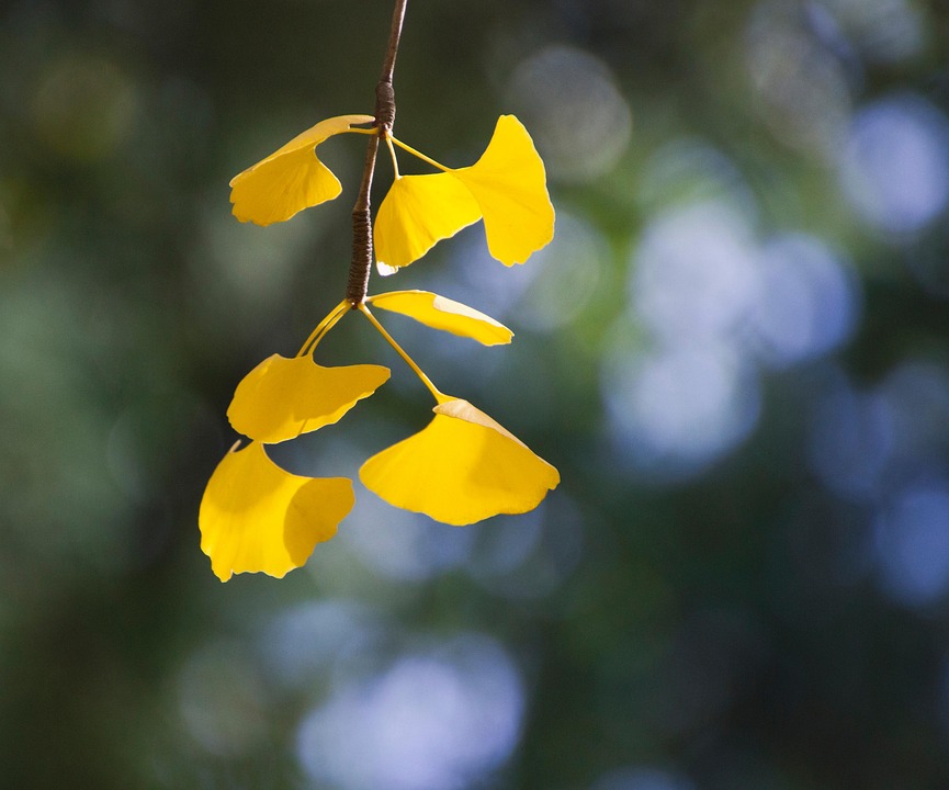 Gingko Leaf Example Gingko Leaves Ginkgo Biloba - Free photo on Pixabay - Pixabay