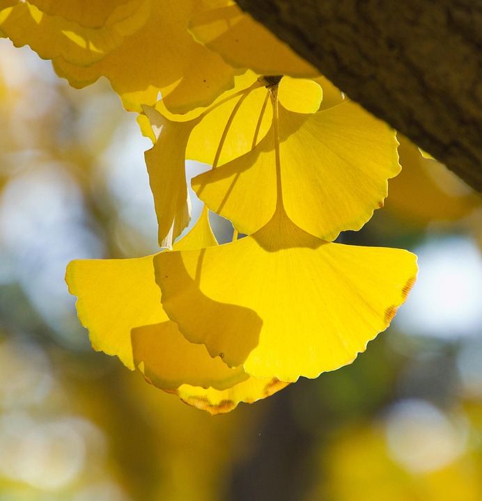 Gingko Leaf Example Gingko Leaves Ginkgo Biloba - Free photo on Pixabay - Pixabay