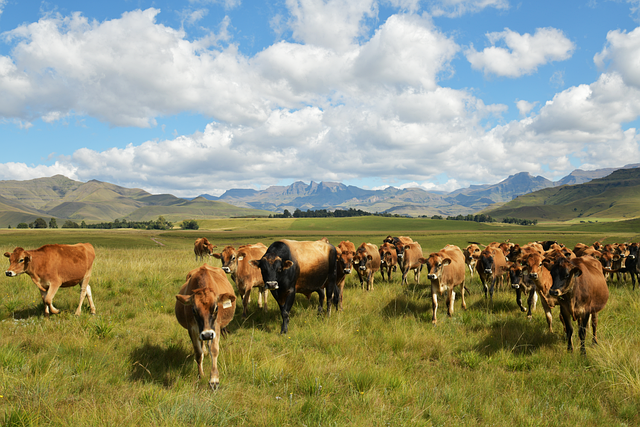 Ganado, Vacas, Pastar, Paisaje, Montañas