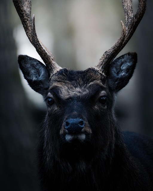 Free Deer Nature photo and picture