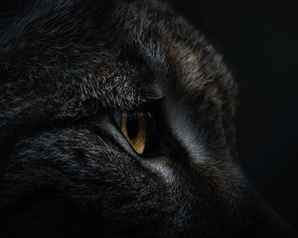 Free Lynx Nature photo and picture