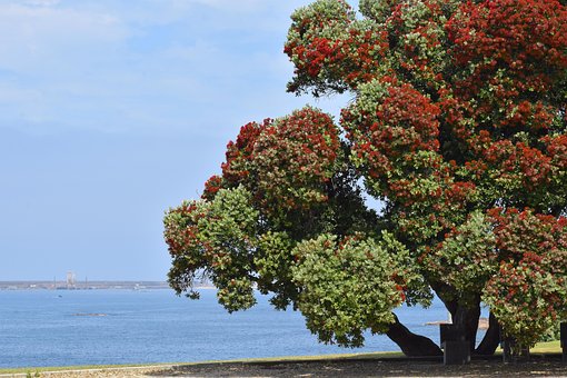 Pohutukawa, Ironwood, Bloesem, Rood