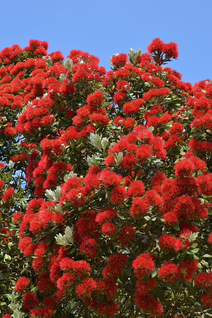 Pohutukawa-Boom, Australische Kerstboom