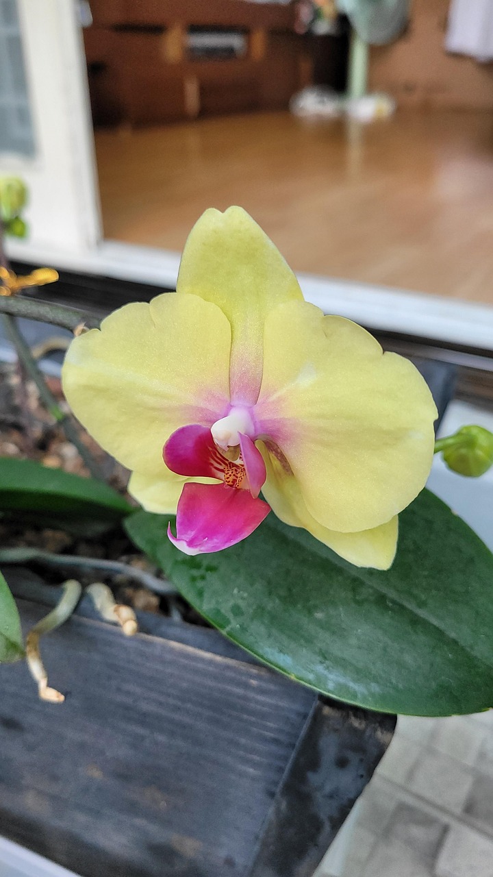 Phalaenopsis Orchid Flower Buds Free photo on Pixabay Pixabay