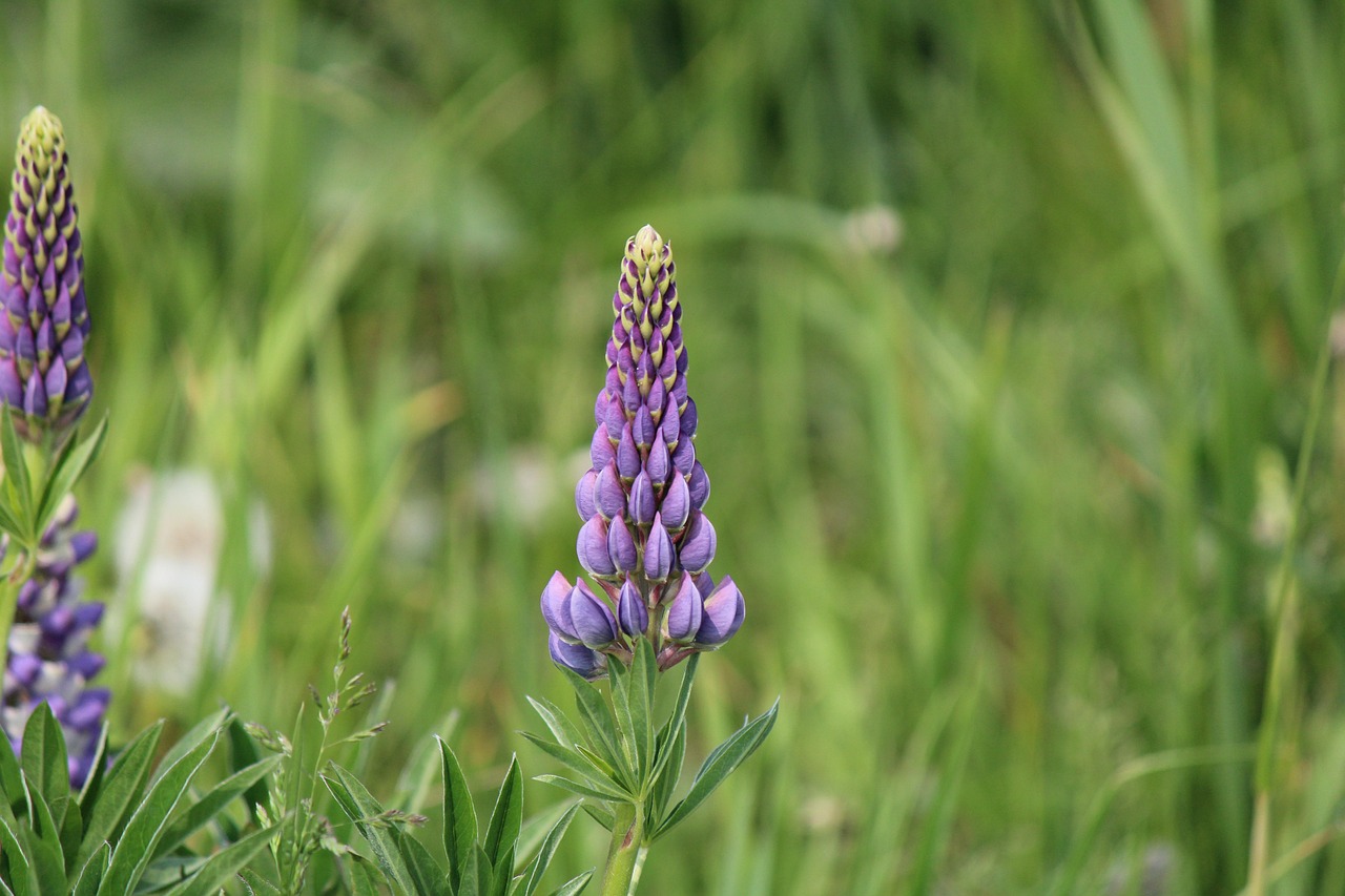 Fleurs Bloom Fleurir - Photo gratuite sur Pixabay - Pixabay