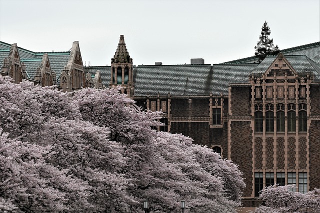 flowers, trees, university of washington, nature, flower background, nature photography, flower wallpaper, spring, field, beautiful, bloom, blossom, beautiful flowers, washington, cherry blossom, sakura