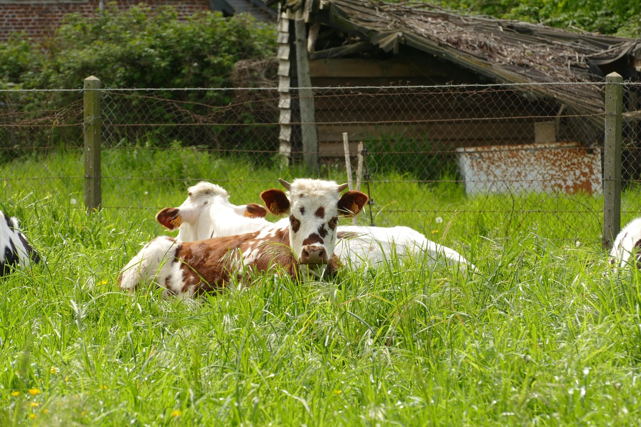 Cow Beef Red Fur Free Photo On Pixabay Pixabay cow-beef-red-fur-free-photo-on-pixabay-pixabay