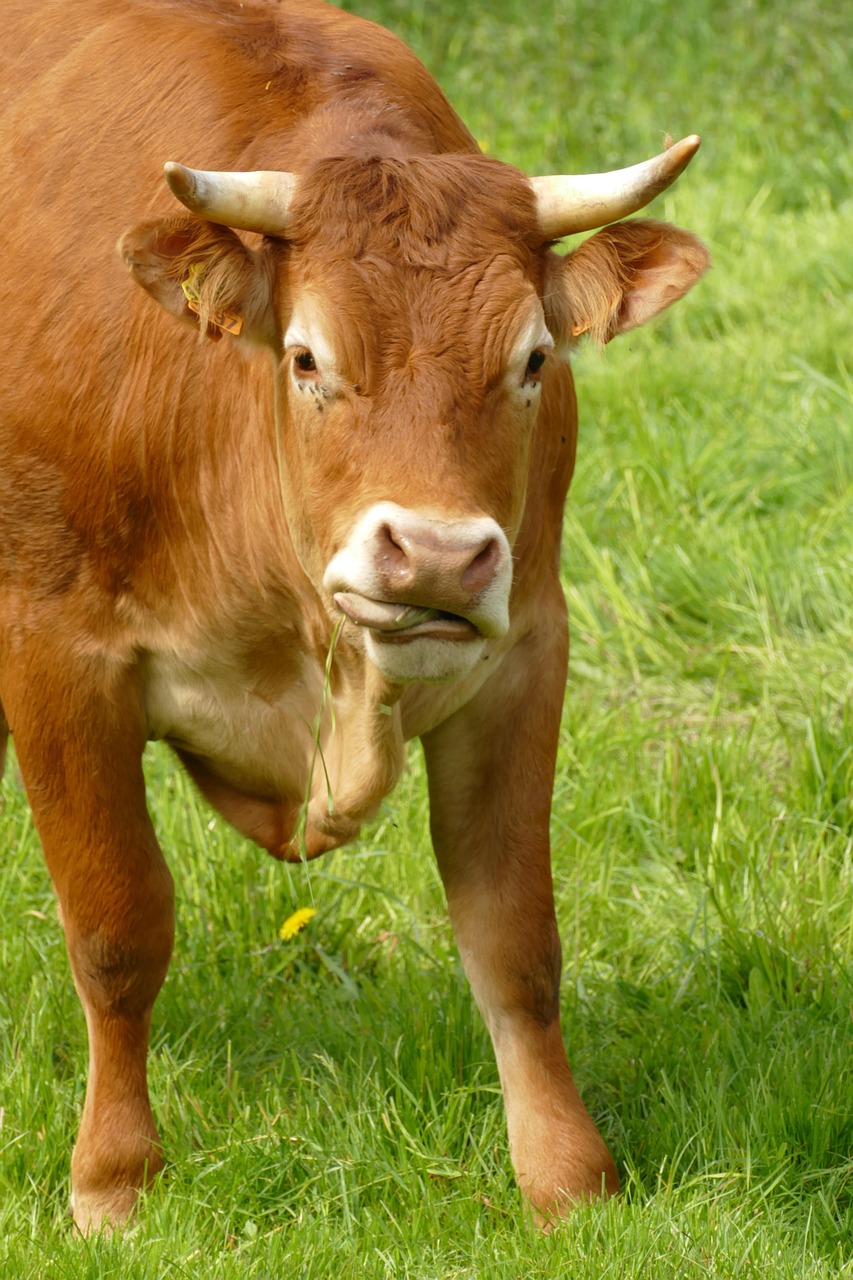 Cow Beef Mammal Farm Free Photo On Pixabay cow-beef-mammal-farm-free-photo-on-pixabay