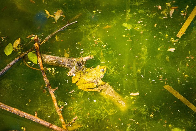 Frø, Natur, Dyr, Sø, Golden Sands Park