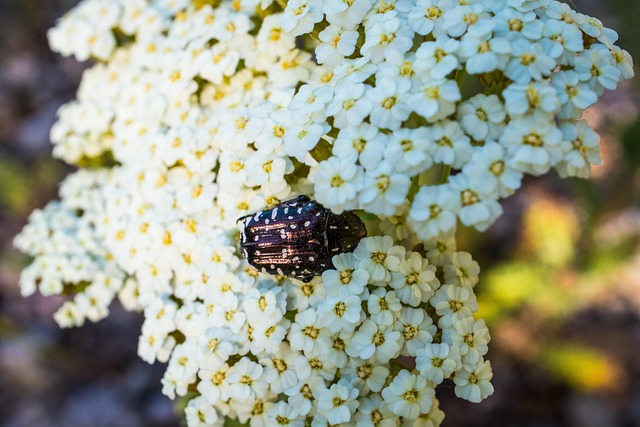 Bille, Insekt, Blomst, Natur, Dyreliv