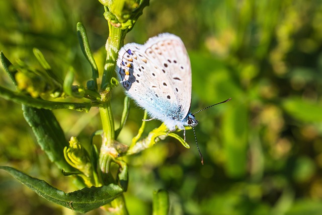 Sommerfugl, Insekt, Dyreliv, Natur, Tæt