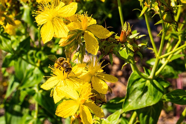 Bi, Insekt, Blomster, Dyreliv, Natur