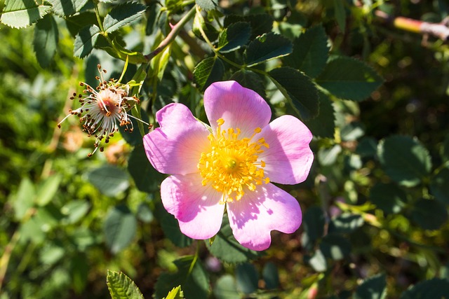 Blomster, Plante, Natur, Farver, Forår