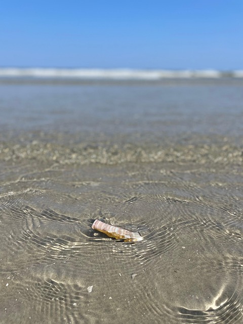 Free Sea Beach photo and picture