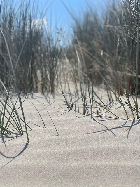 Free Beach Dunes photo and picture
