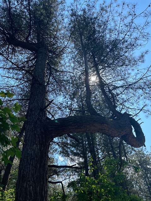 Free Sun Tree photo and picture