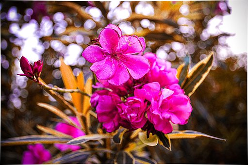 Free Flowers Pink illustration and picture