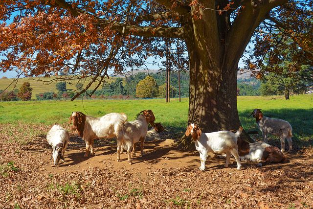 Cabras, Árbol, Descansando, Otoño