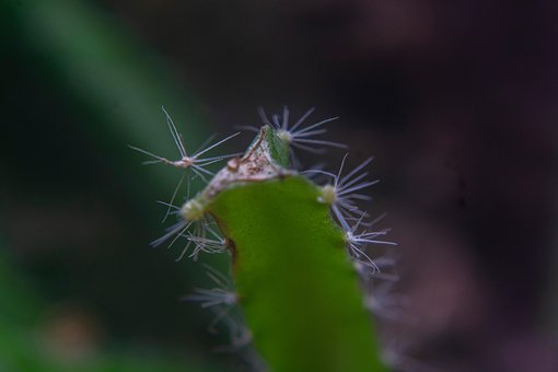Kaktus, Makrofotografering, Natur, Grøn