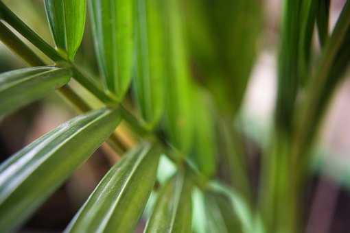 Palme Træ, Blade, Løv, Grøn, Natur, Skov