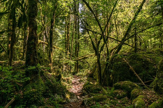 Skov, Mos, Natur, Vild, Jungle, Doubs
